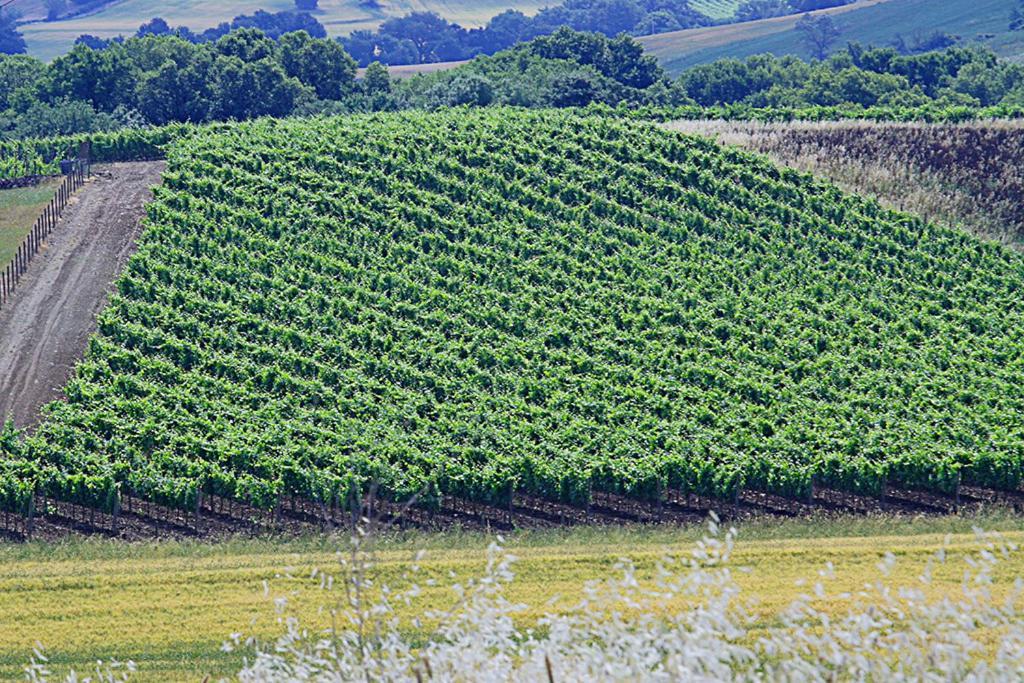 Agriturismo Poggio Alle Calle Сатурния Экстерьер фото