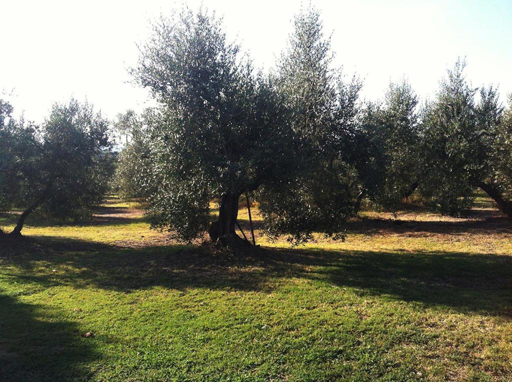 Agriturismo Poggio Alle Calle Сатурния Экстерьер фото