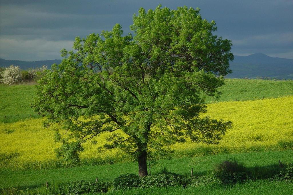 Agriturismo Poggio Alle Calle Сатурния Экстерьер фото
